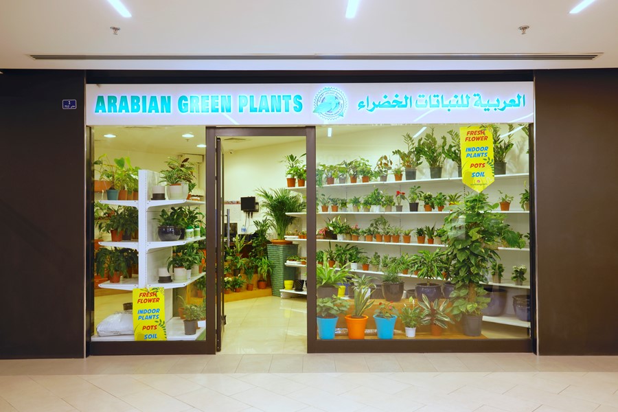 Arabian Green Plants